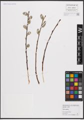 Foto von Salix caprea L.